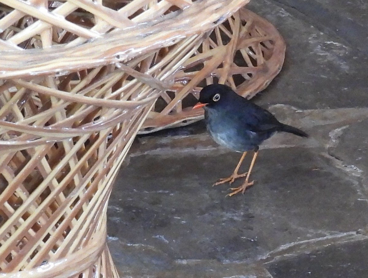 Slaty-backed Nightingale-Thrush - ML643492425