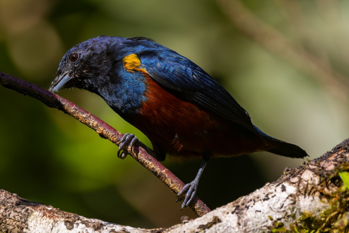Chestnut-bellied Euphonia - ML643492426