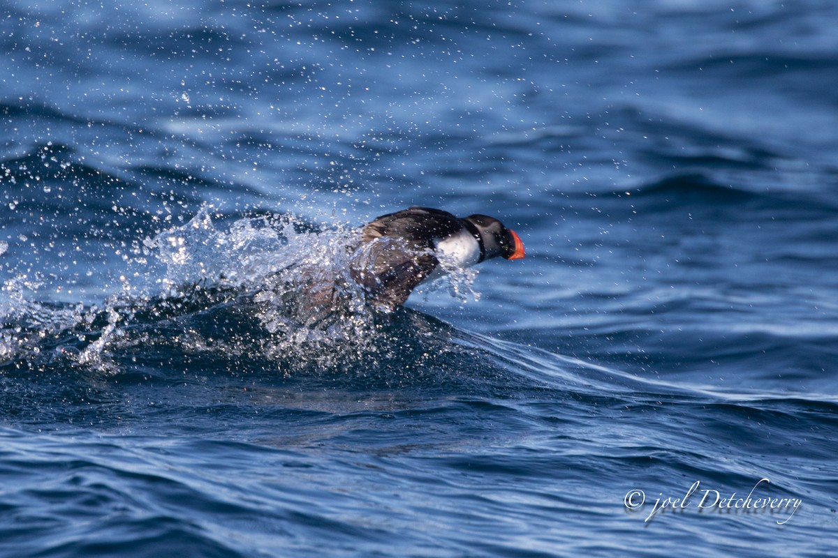 Atlantic Puffin - ML643492427