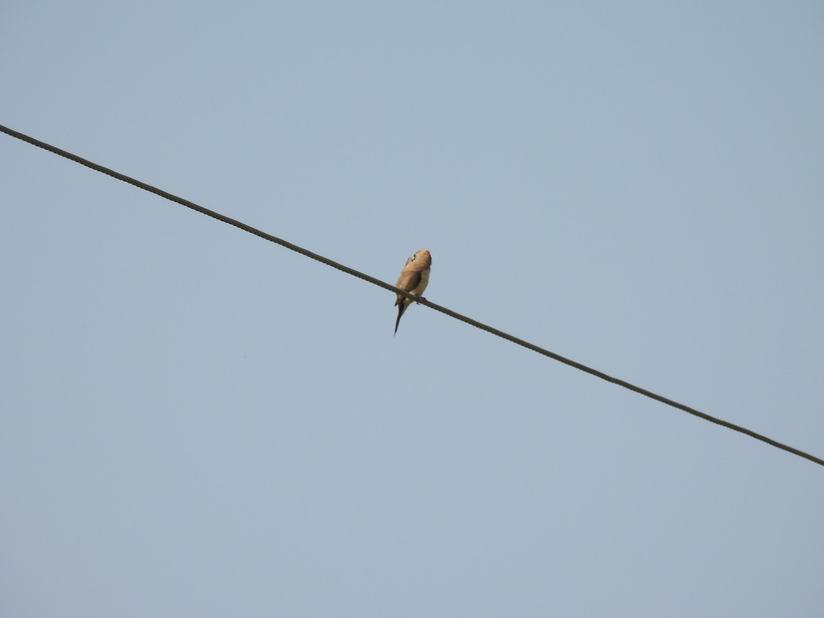 Asian Green Bee-eater - ML643492429