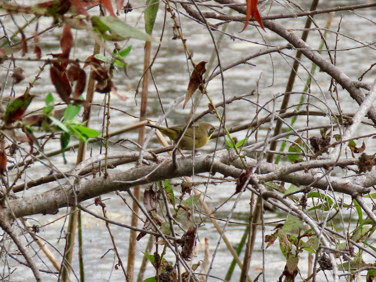 Common Yellowthroat - ML643492431