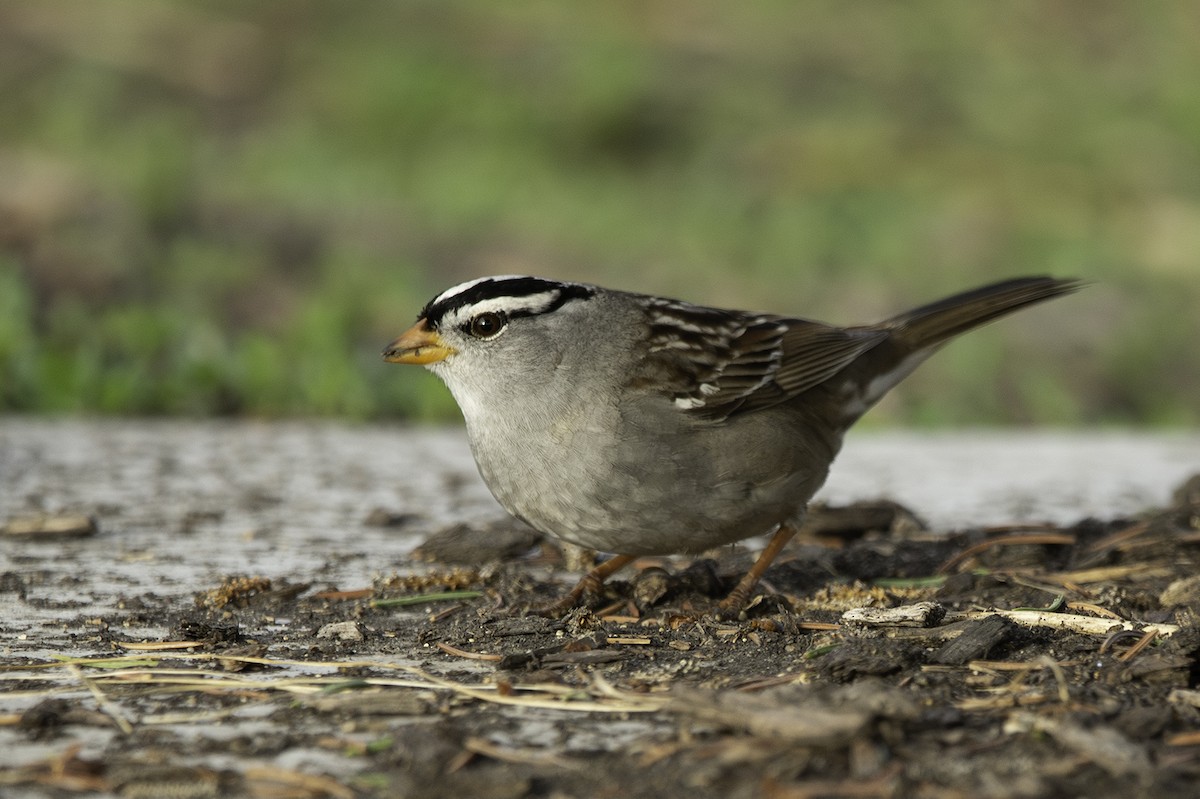 White-crowned Sparrow - ML643492432