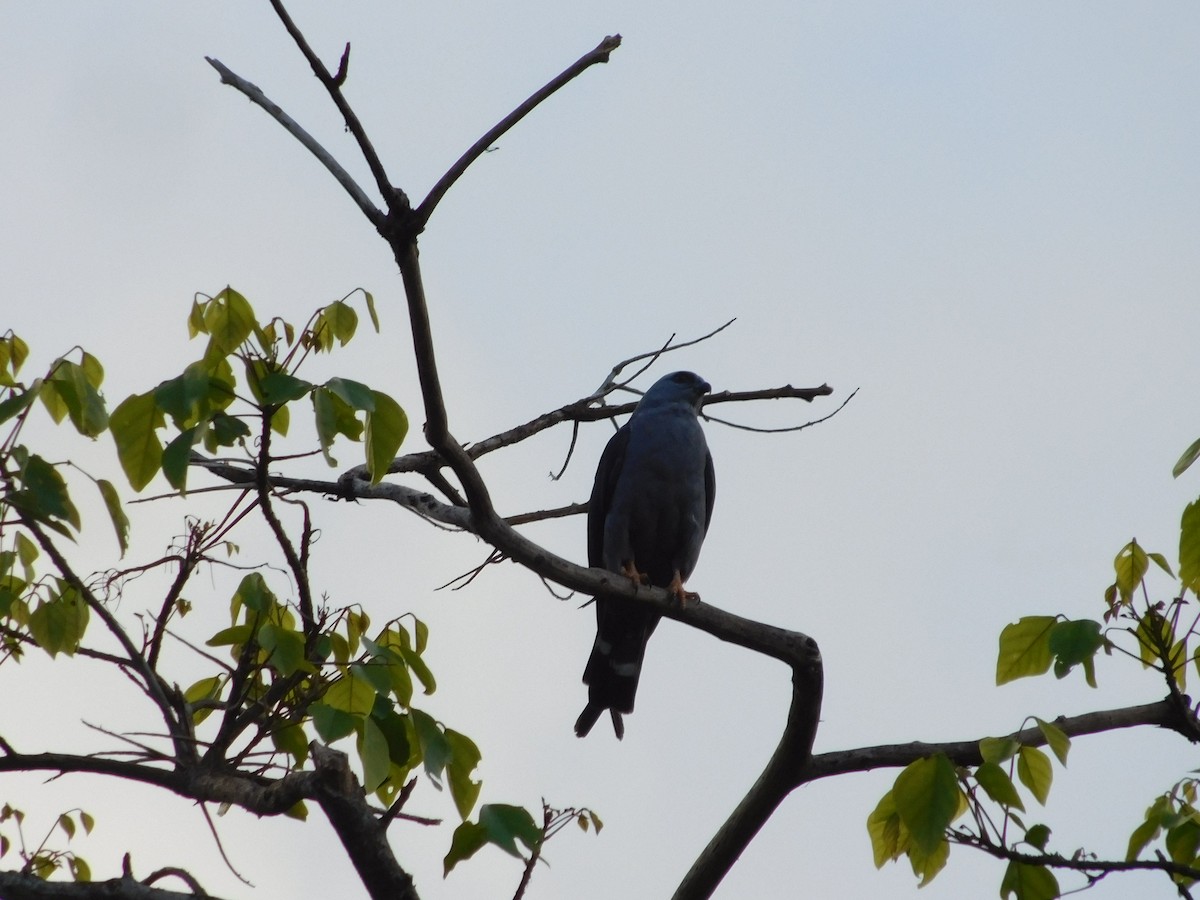 Plumbeous Kite - ML643492434