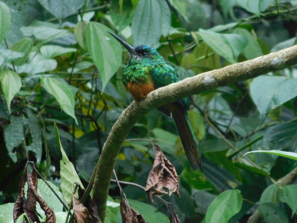 Bluish-fronted Jacamar - ML643492437