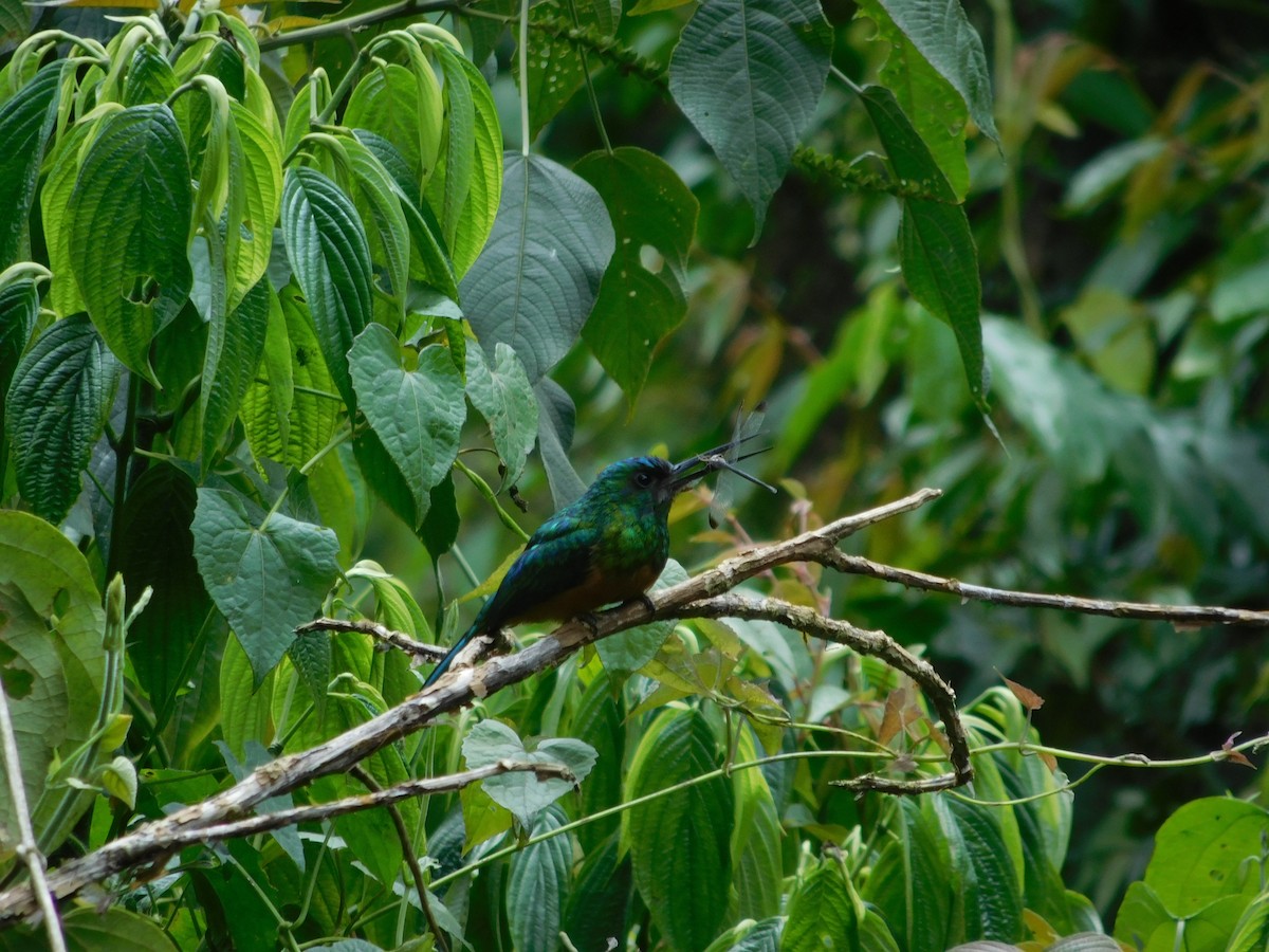 Bluish-fronted Jacamar - ML643492438