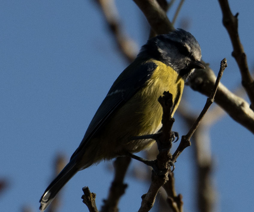 Eurasian Blue Tit - ML643492439