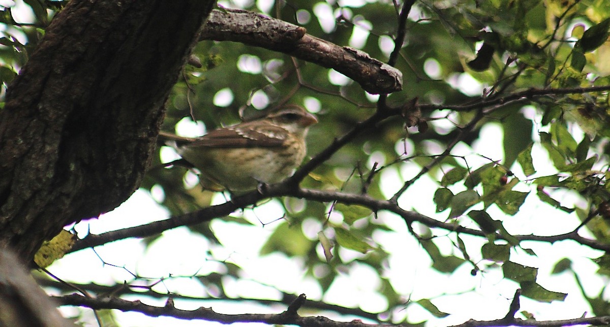 Rose-breasted Grosbeak - ML643492440