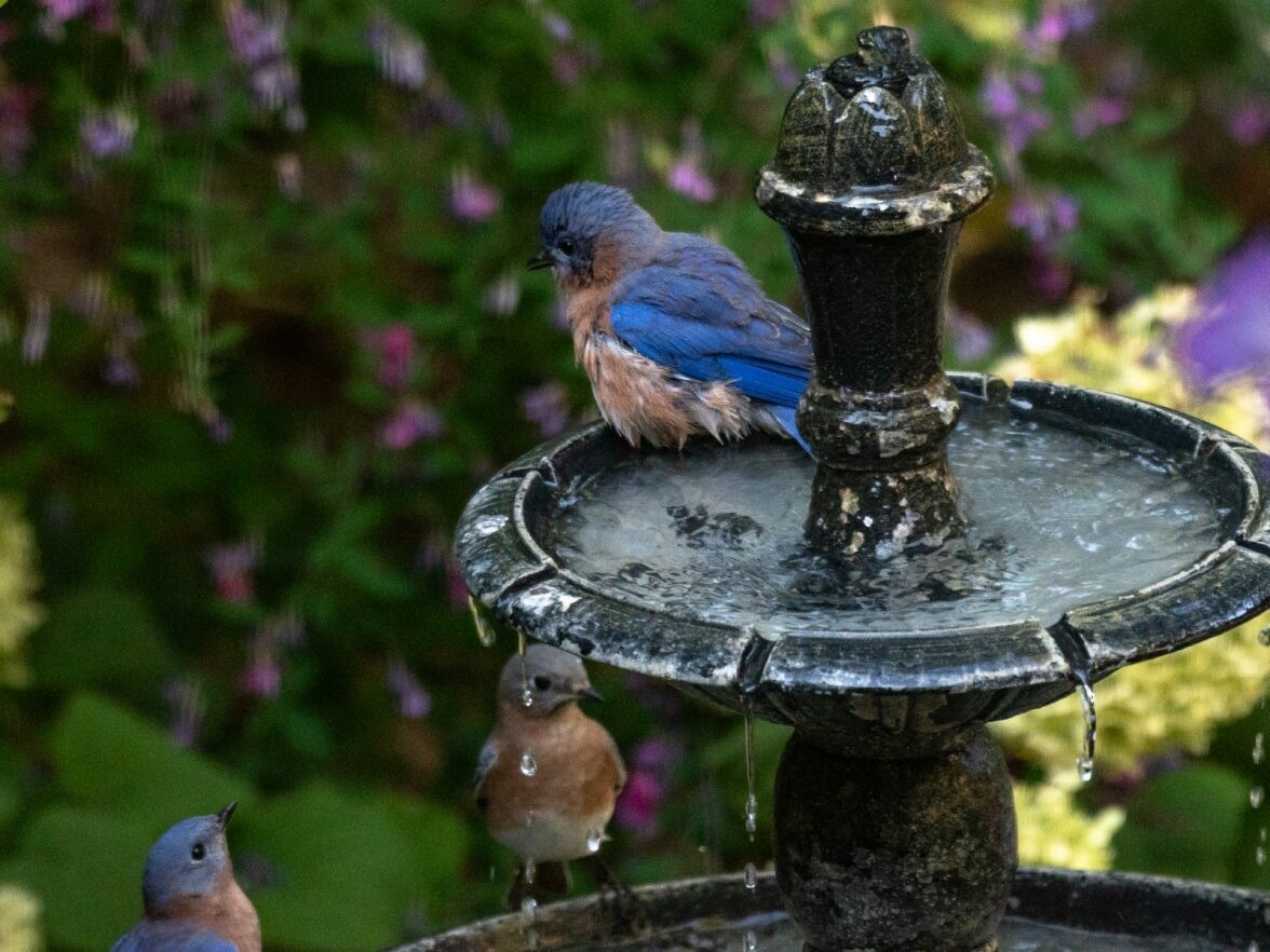 Eastern Bluebird - ML643492441