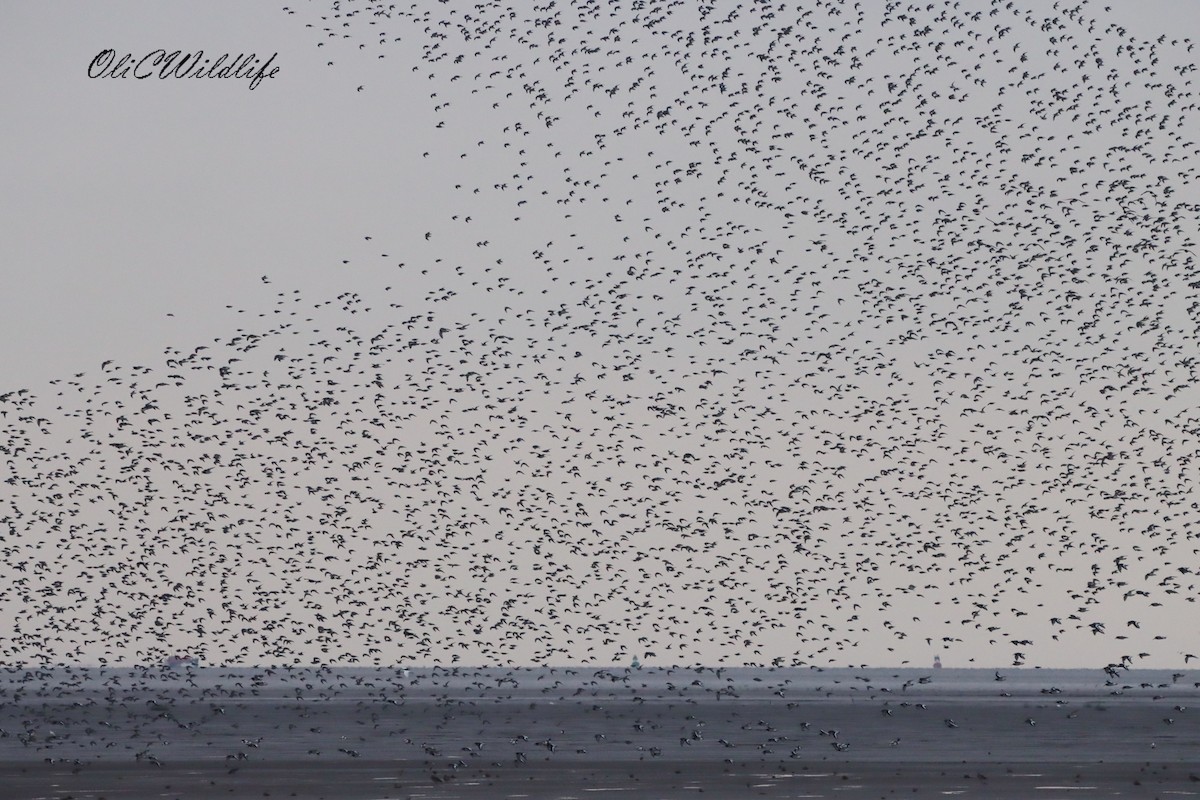 Red Knot - ML643492442