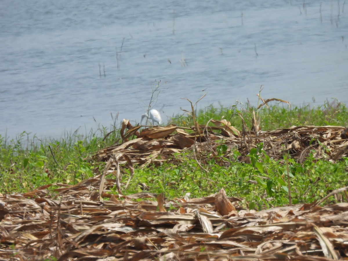 Little Egret - ML643492443