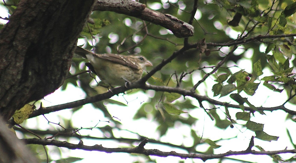 Rose-breasted Grosbeak - ML643492445