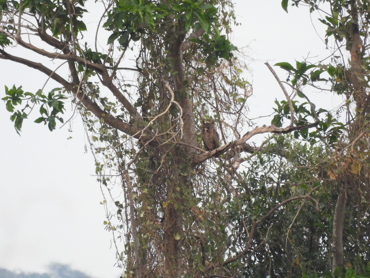 Great Horned Owl - ML643492446