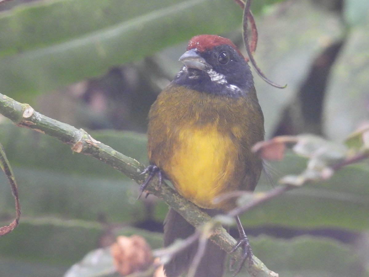 Sooty-faced Finch - ML643492447