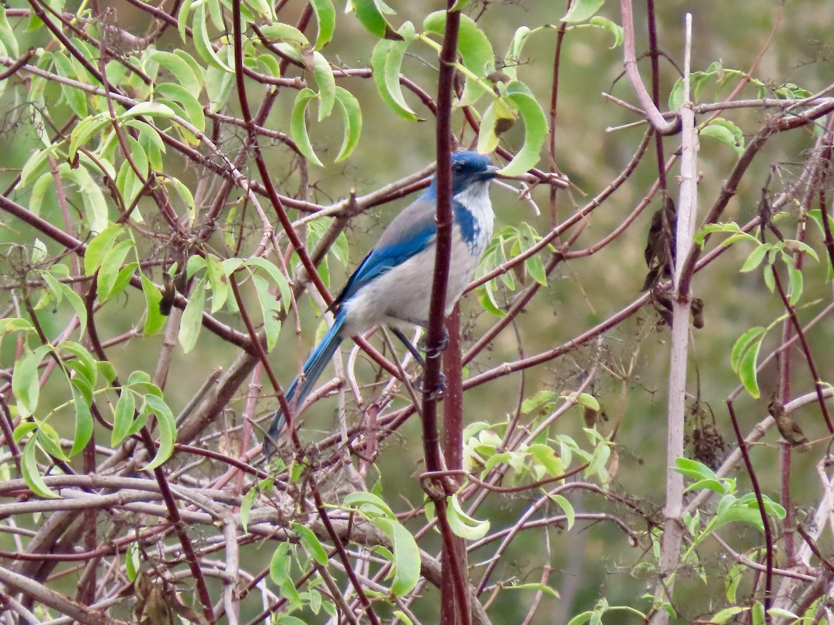 California Scrub-Jay - ML643492449