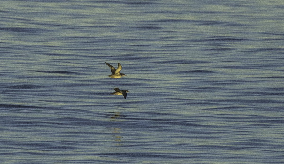 Balearic Shearwater - ML643492502
