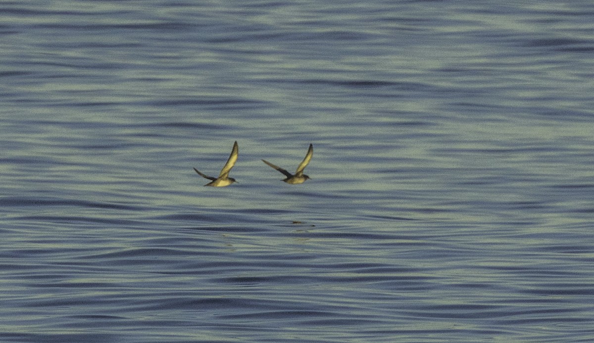 Balearic Shearwater - ML643492503