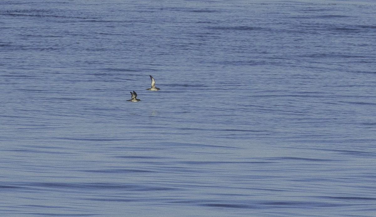 Balearic Shearwater - ML643492561