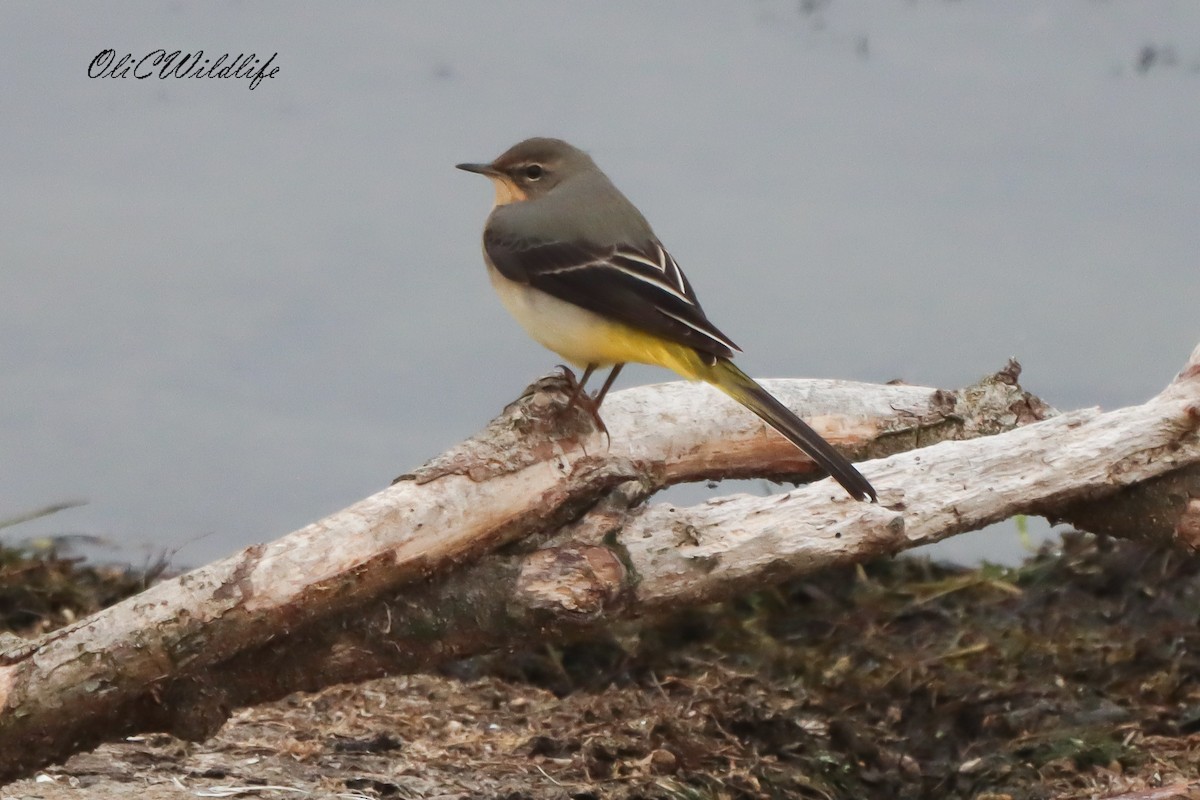 Gray Wagtail - ML643492562