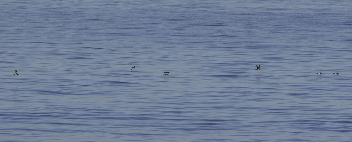 Balearic Shearwater - ML643492564