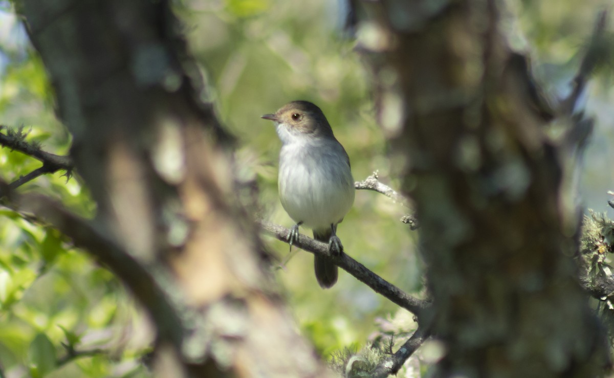 Fulvous-crowned Scrub-Tyrant - ML643492566