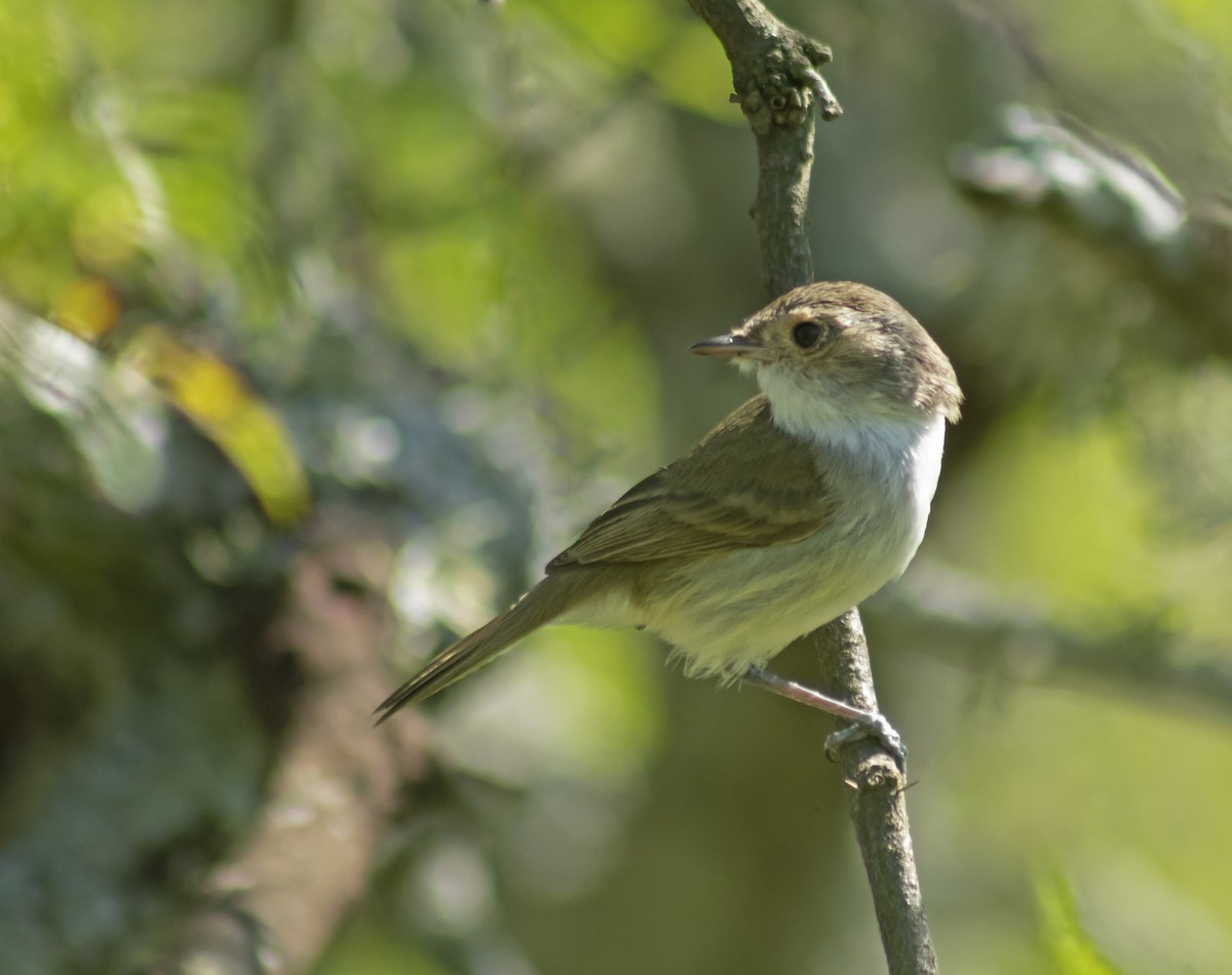 Fulvous-crowned Scrub-Tyrant - ML643492567