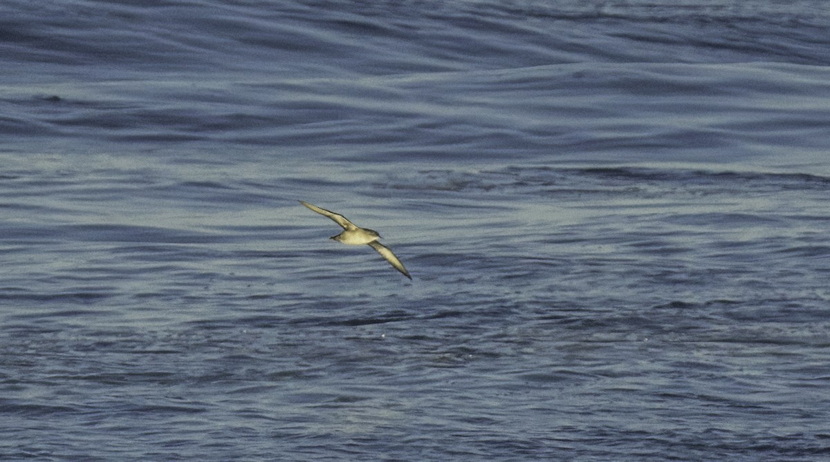 Balearic Shearwater - ML643492570