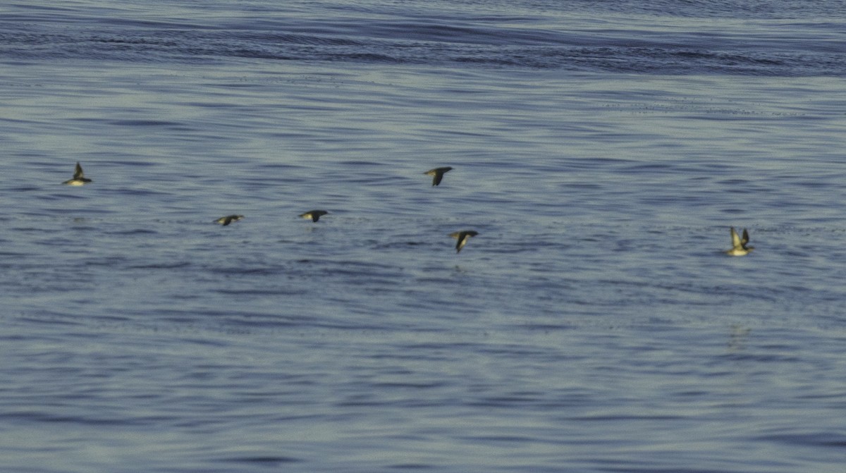Balearic Shearwater - ML643492574