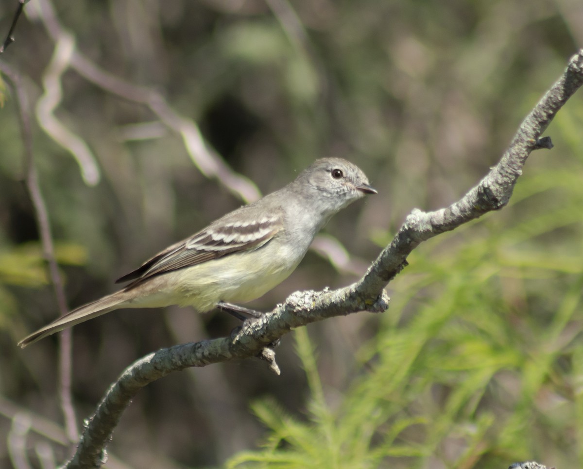 Southern Scrub-Flycatcher - ML643492579