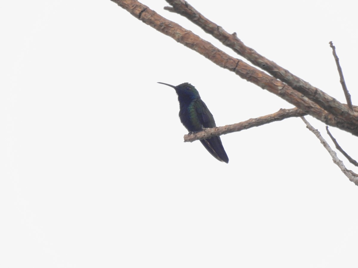 Schwarzbrust-Mangokolibri - ML643492582