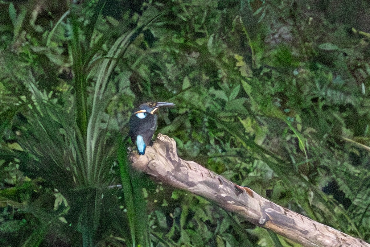 Malaysian Blue-banded Kingfisher - ML643492586