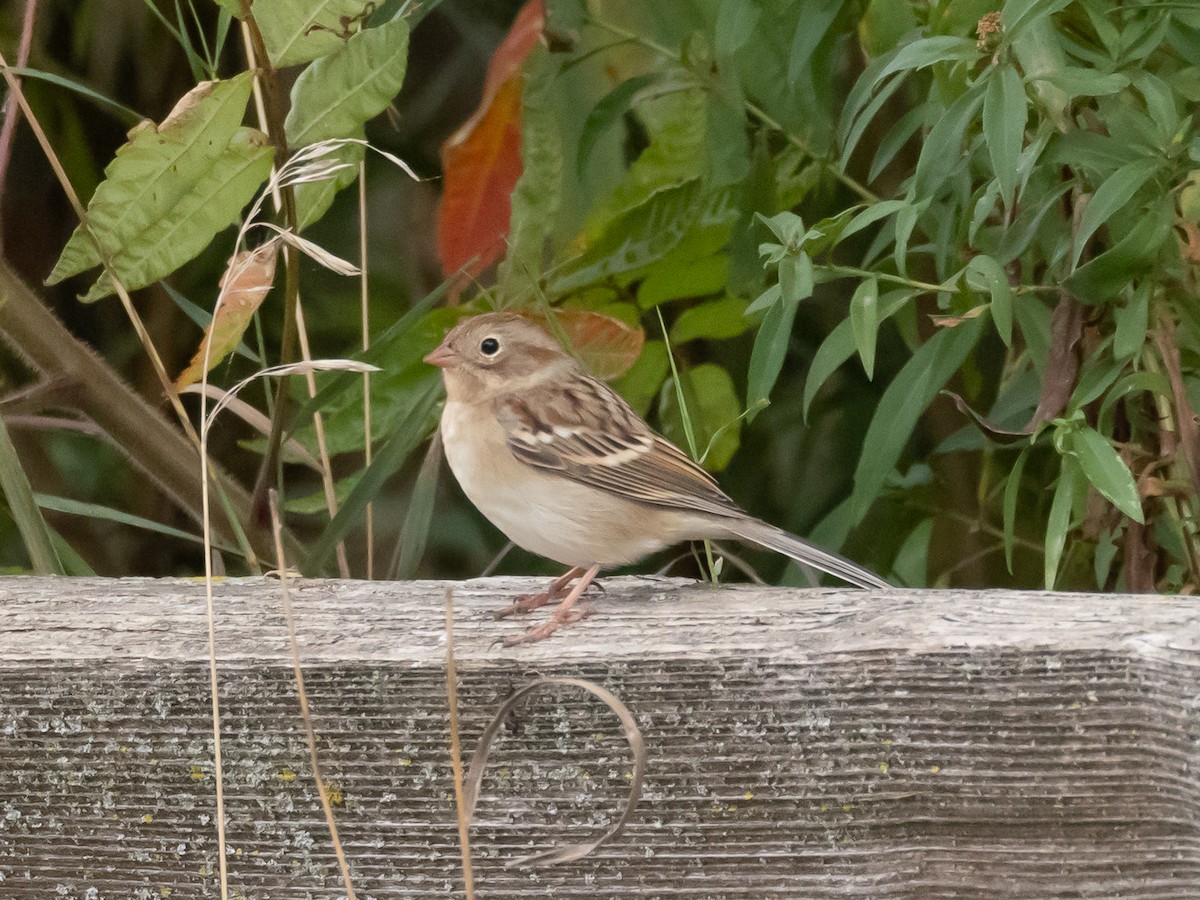 Field Sparrow - ML643492593