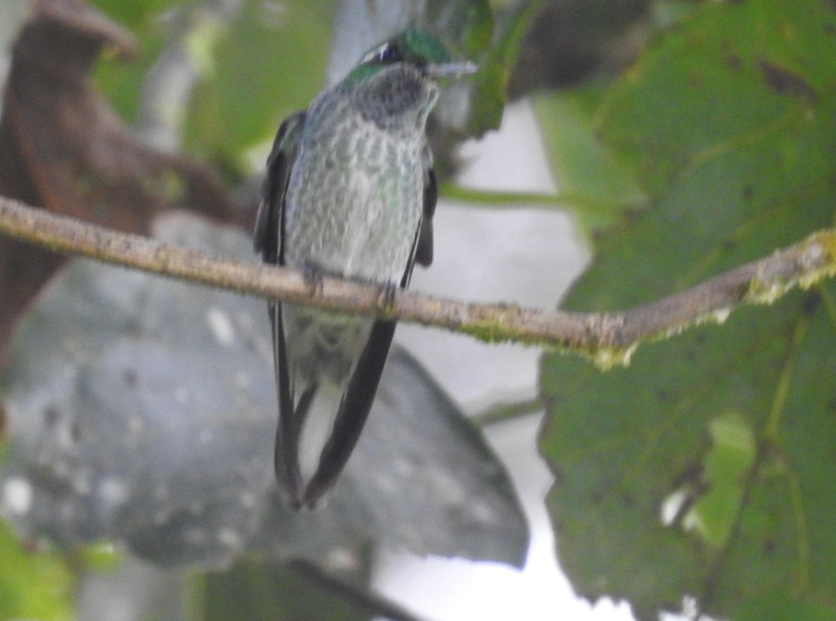 Green-breasted Mountain-gem - ML643492607