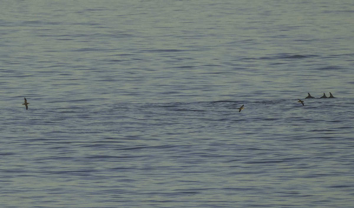 Balearic Shearwater - ML643492610