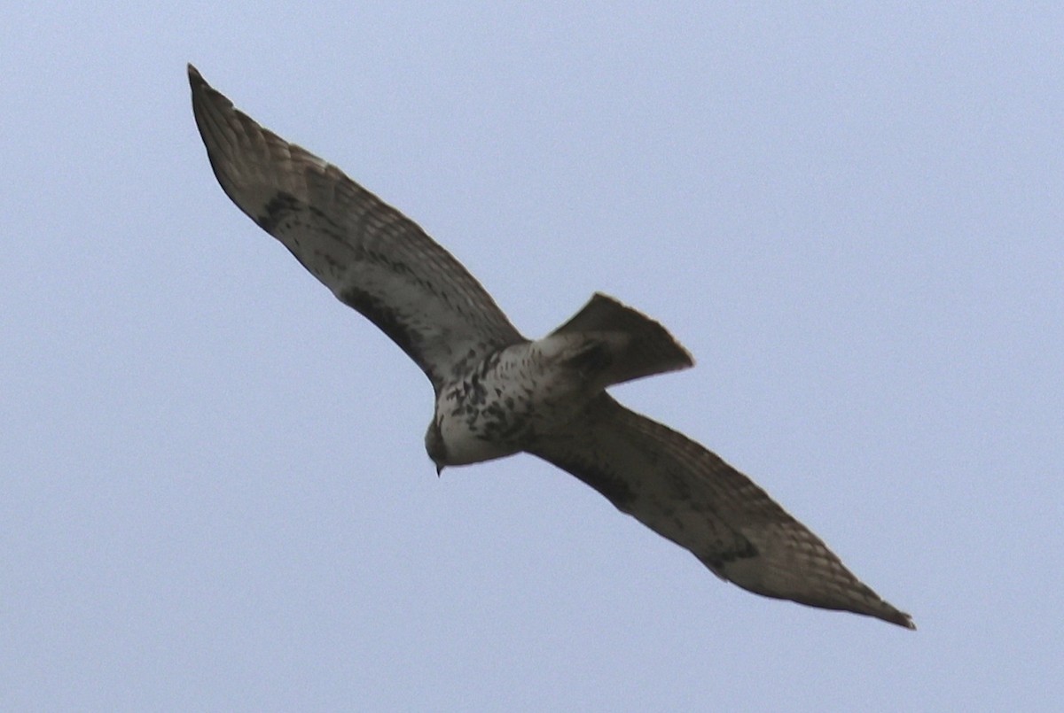 Red-tailed Hawk - ML643492611