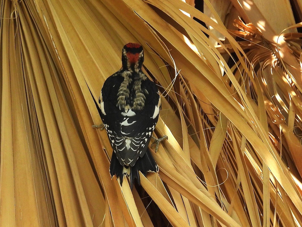 Red-naped Sapsucker - ML643492624