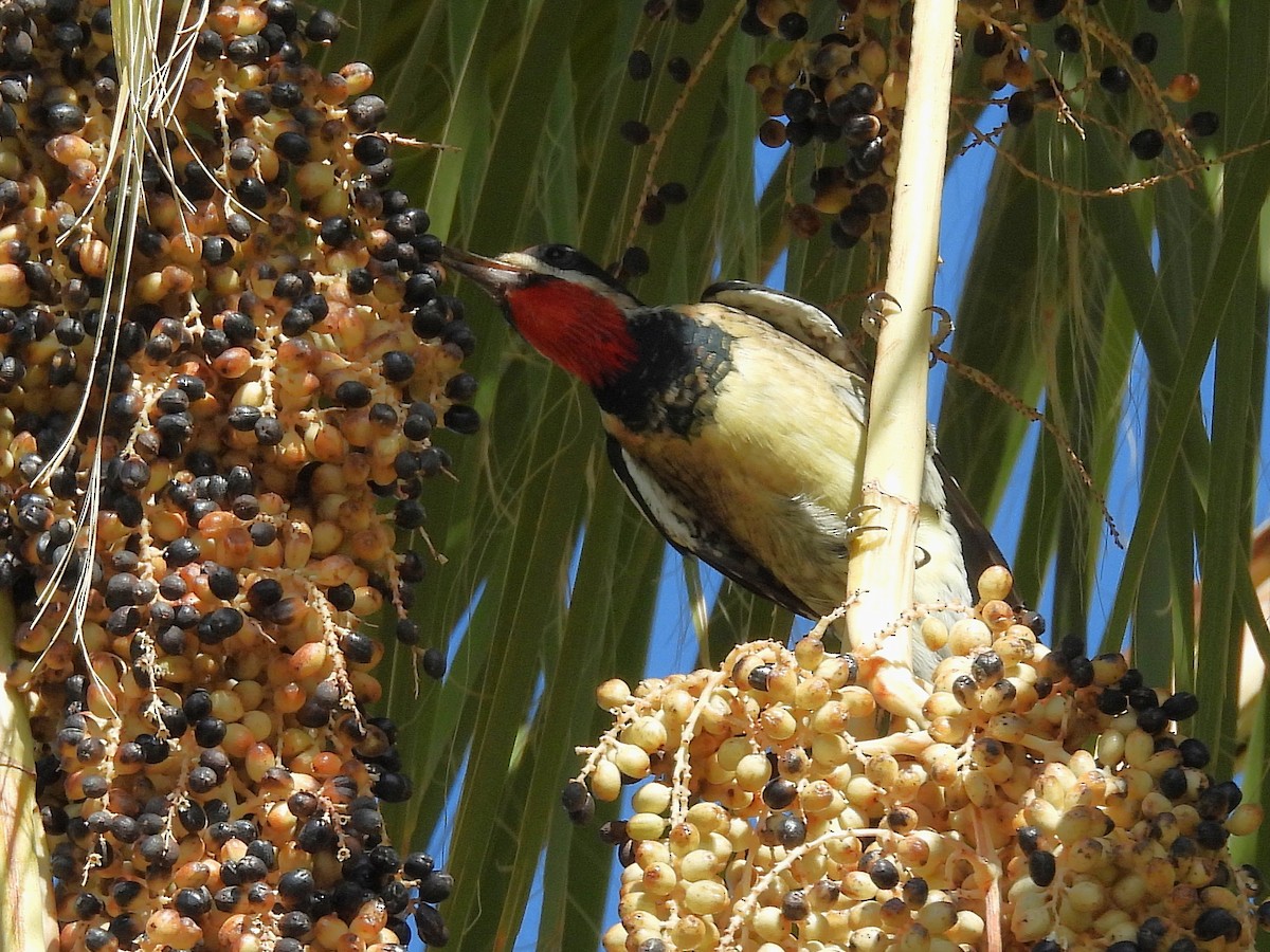 Red-naped Sapsucker - ML643492625