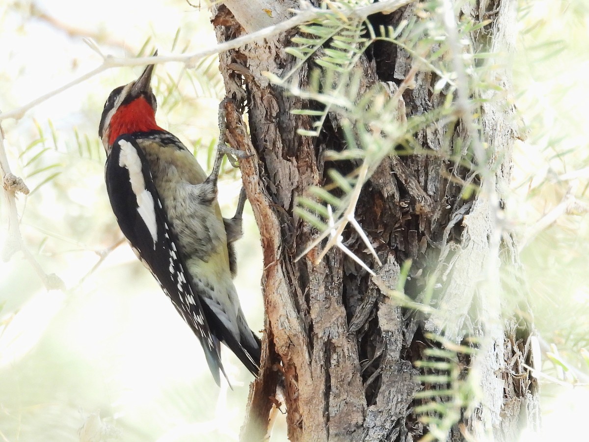 Red-naped Sapsucker - ML643492626