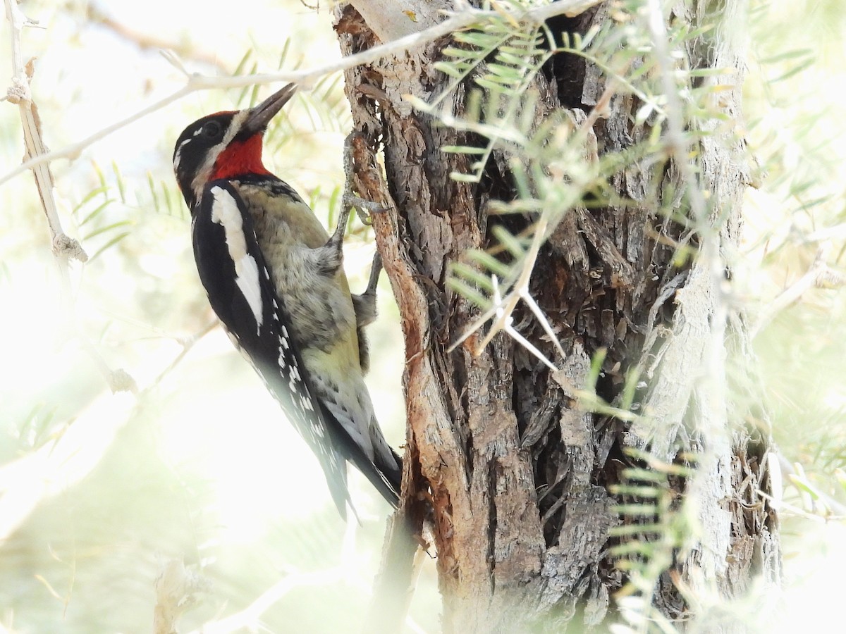 Red-naped Sapsucker - ML643492627