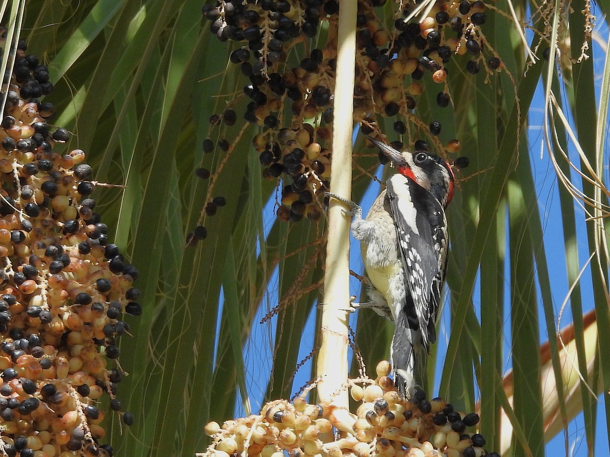 Red-naped Sapsucker - ML643492628