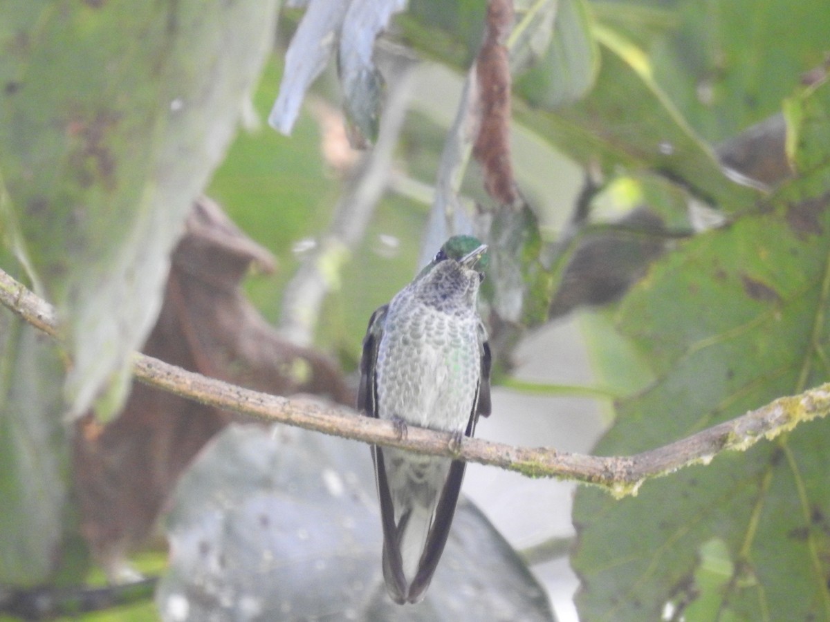 Green-breasted Mountain-gem - ML643492634