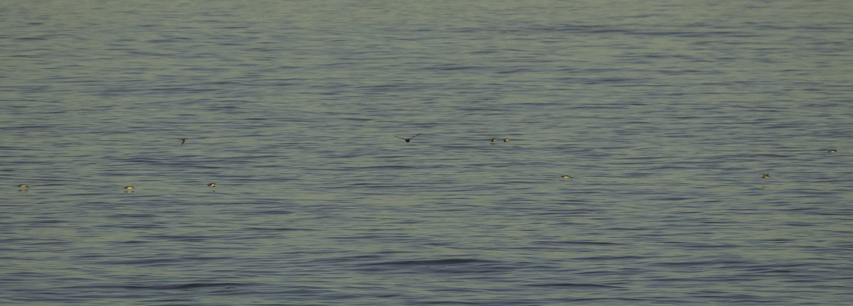 Balearic Shearwater - ML643492641