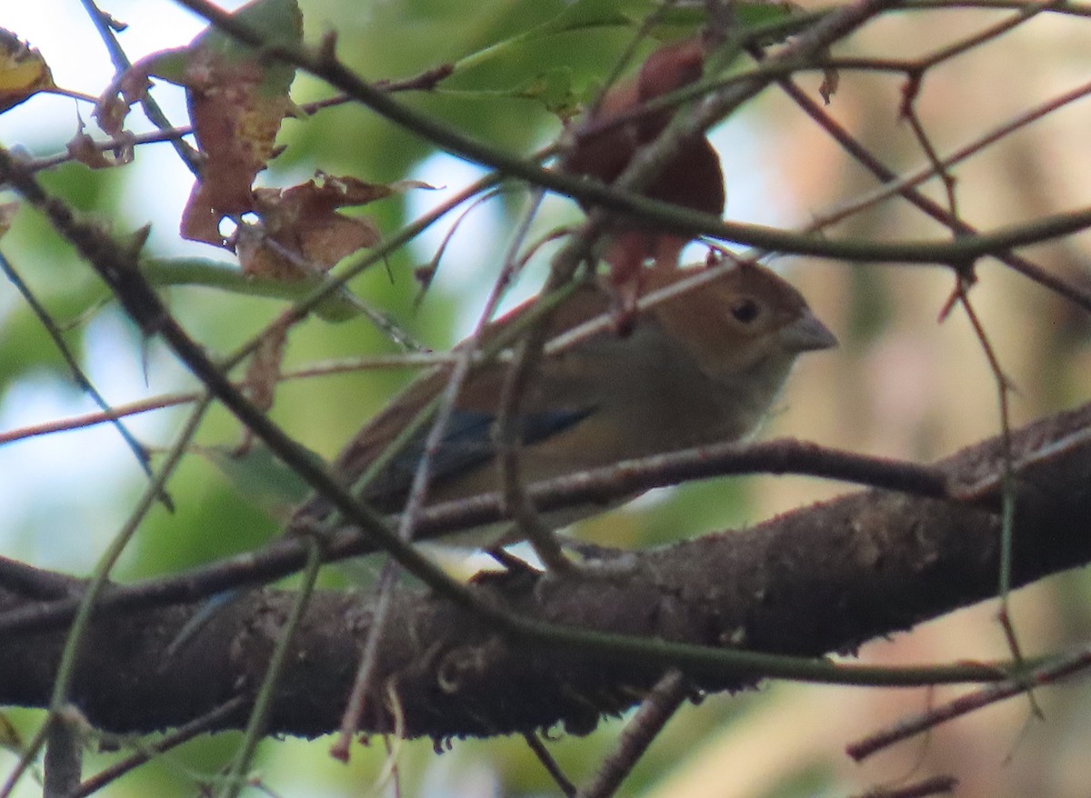 Indigo Bunting - ML643492642