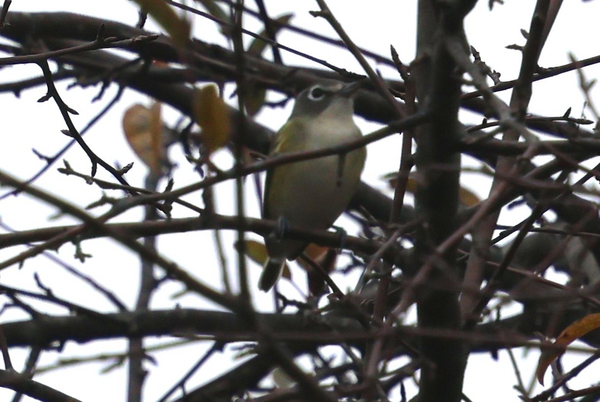 eremittvireo - ML643492643