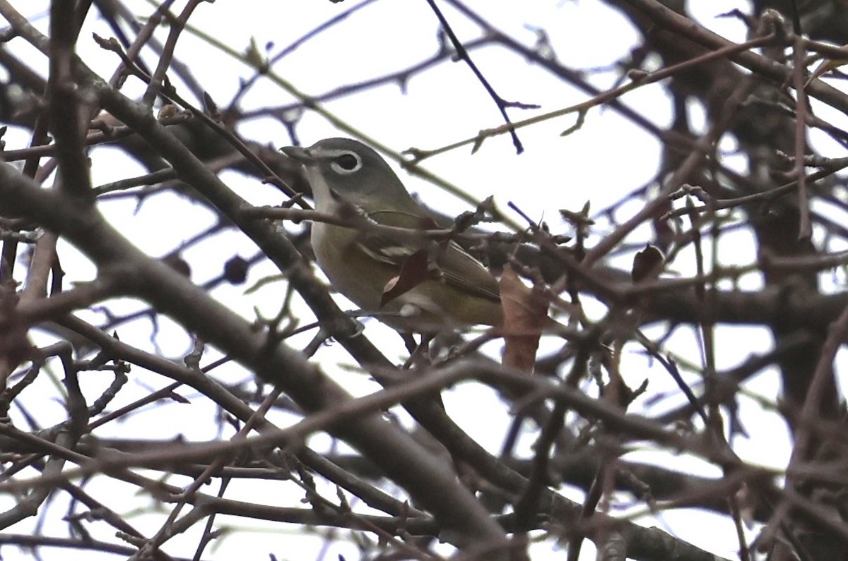 eremittvireo - ML643492644