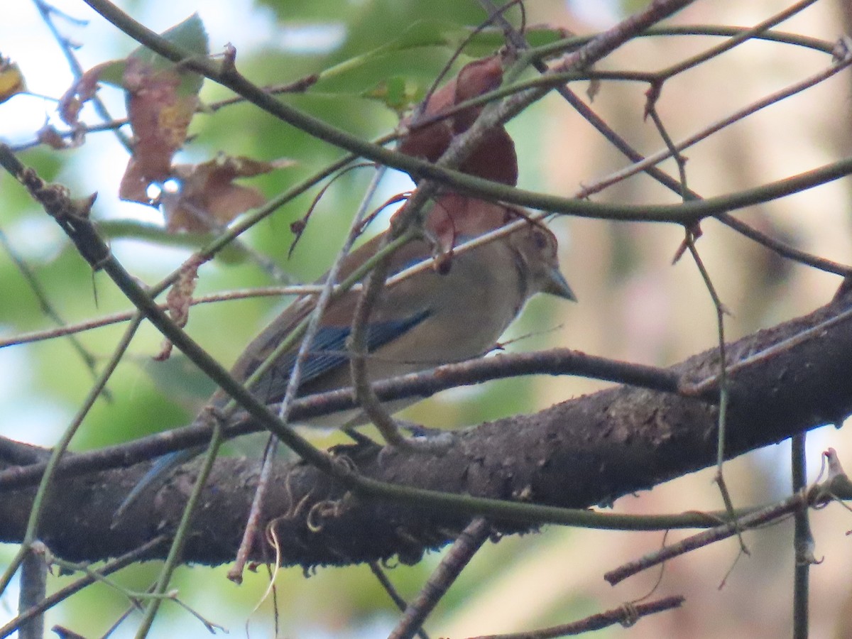 Indigo Bunting - ML643492651