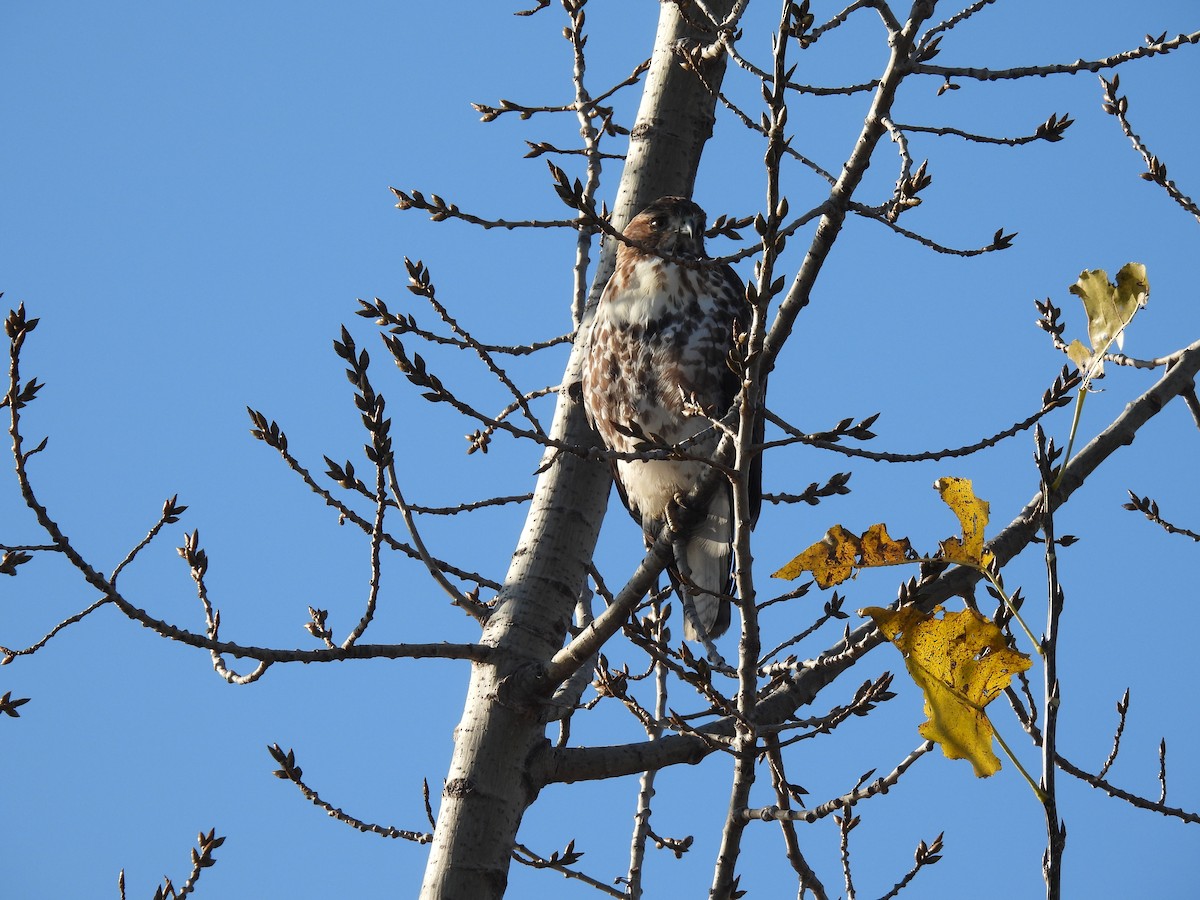 Red-tailed Hawk - ML643492671