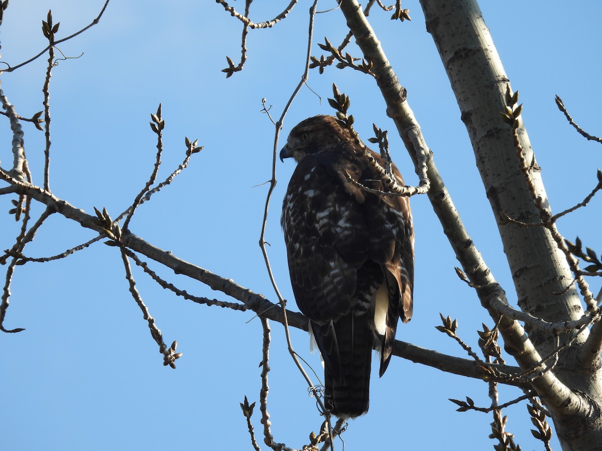 Red-tailed Hawk - ML643492673
