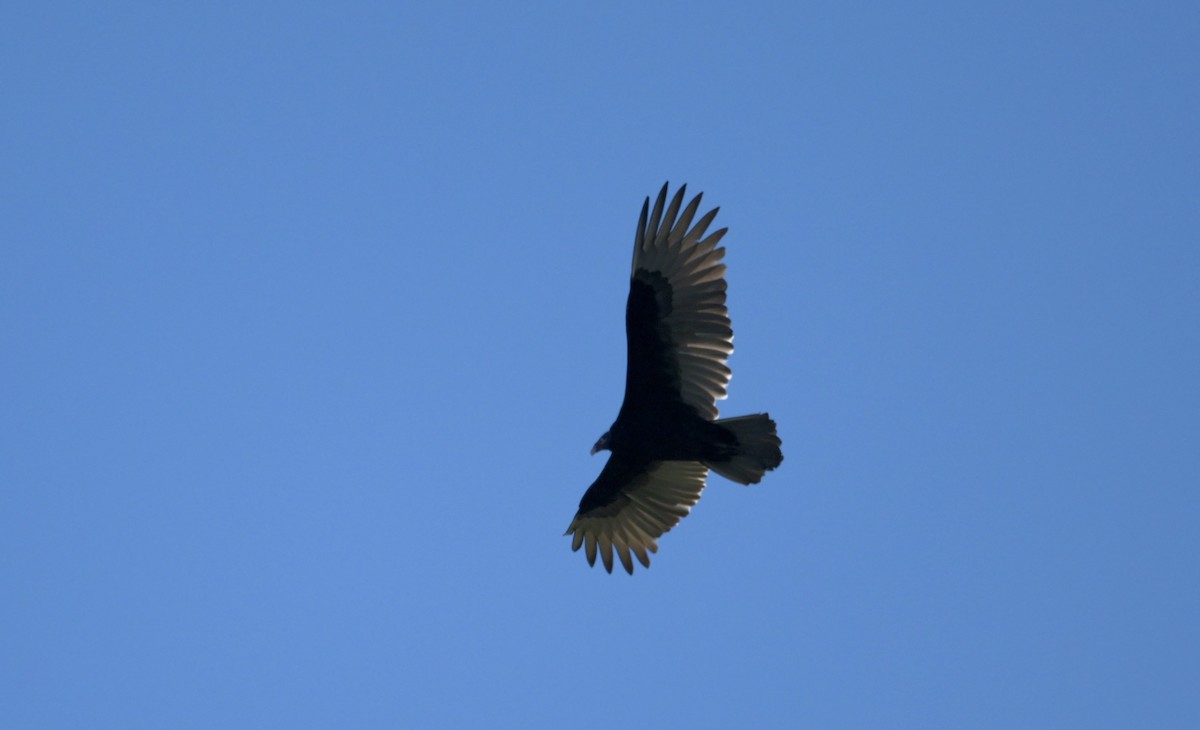 Turkey Vulture - ML643492684