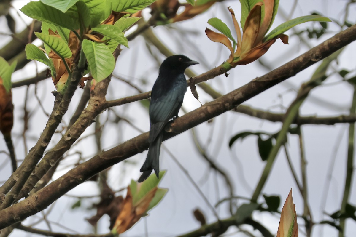 Velvet-mantled Drongo - ML643492686