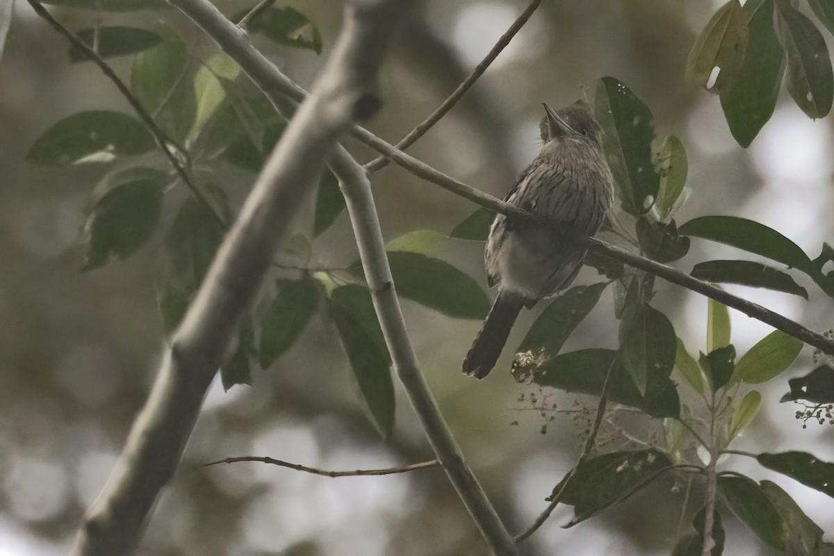 Eastern Striolated-Puffbird - ML643492688